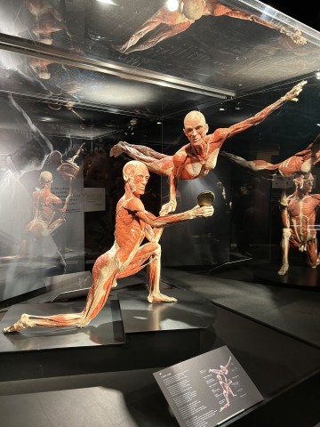 Body Worlds we Wrocławiu